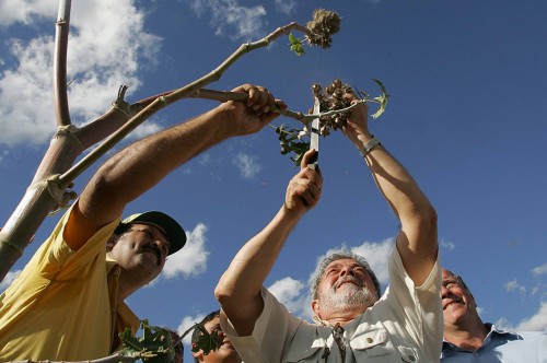 Presidente Lula ajuda na colheita da mamona destinada à produção de biodiesel, em Eliseu Martins. Piauí, 4 de agosto de 2005