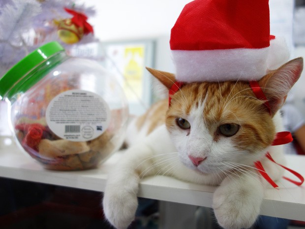 Saci é o gato do pet shop; convidado especial do 'cão-secreto' (Foto: Egi Santana/G1)